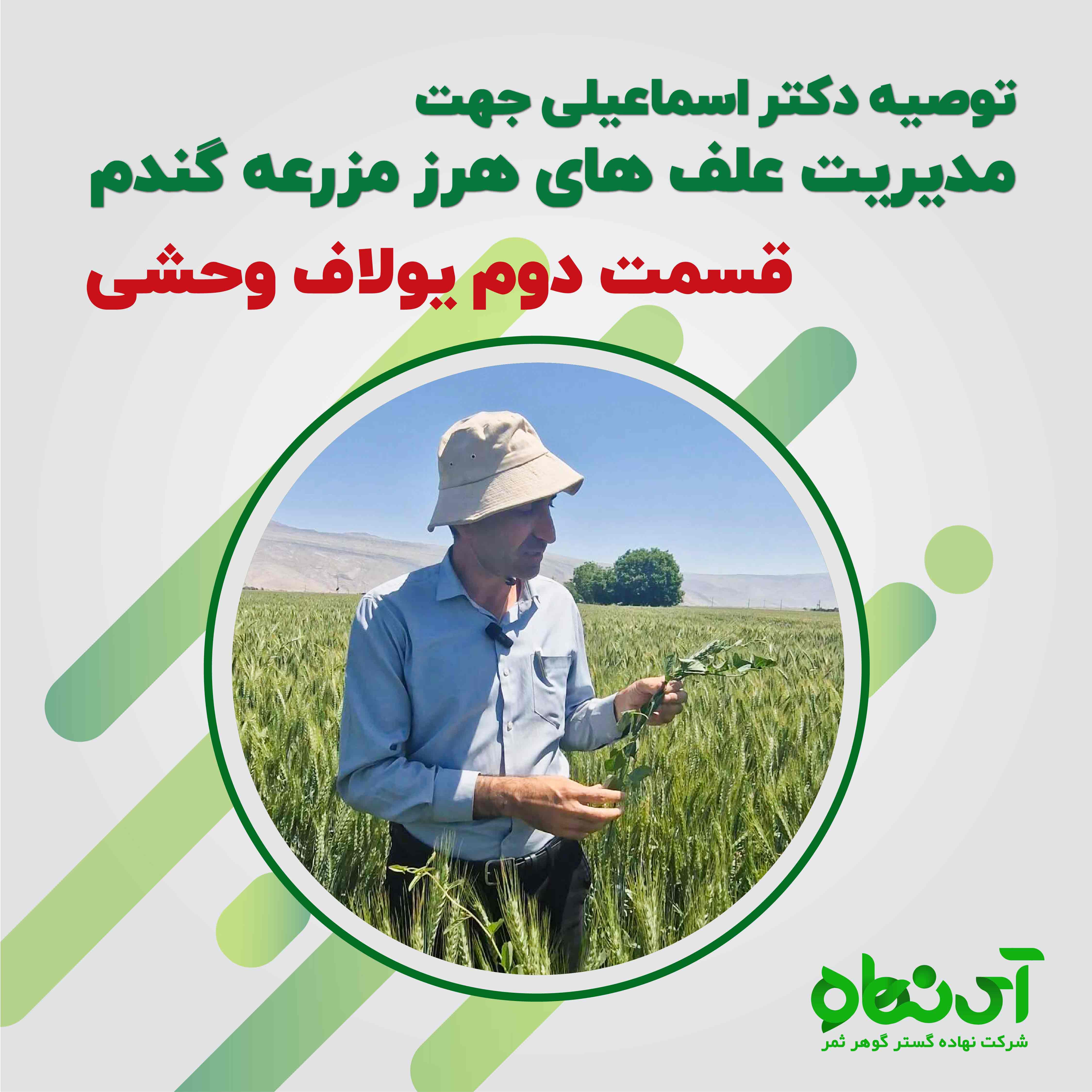 مدیریت علف های هرز مزرعه گندم قسمت دوم یولاف وحشی